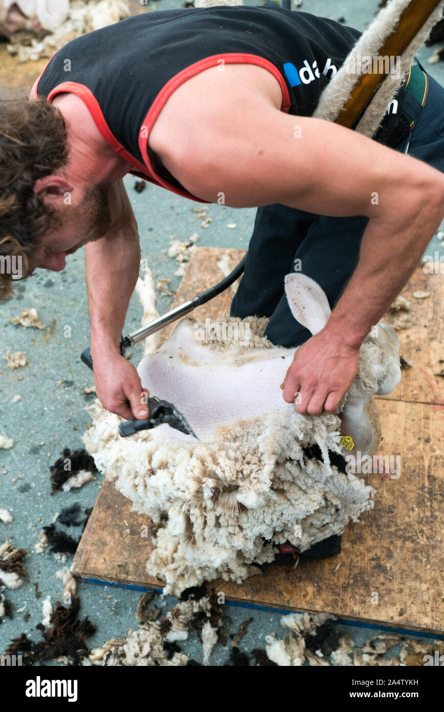 Savognin, GR / Suisse, - 12 octobre, 2019 : une vue détaillée d'un berger ses moutons pour la laine Banque D'Images