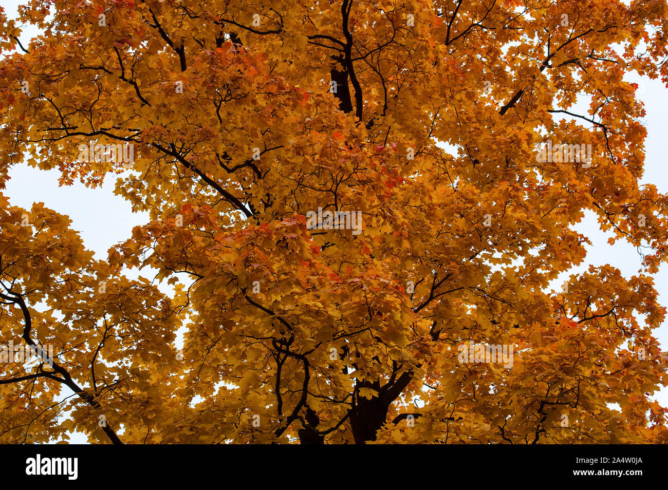 Orange et rouge magnifique arbre de forêt d'automne Banque D'Images