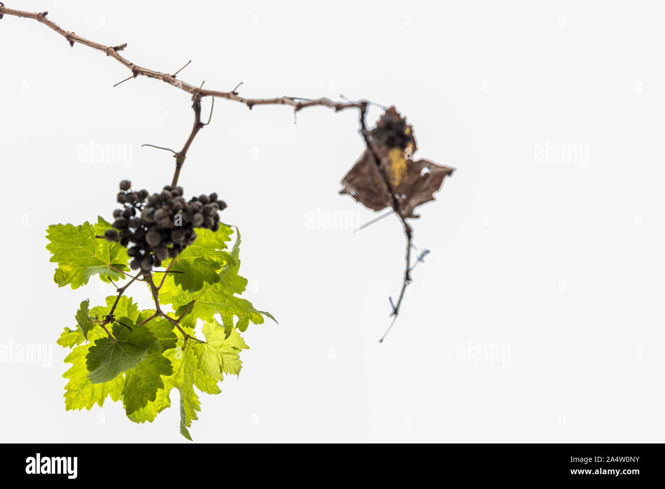 Vignes avec raisins secs, ratatinées et feuilles de vigne verte sur un fond blanc. Banque D'Images