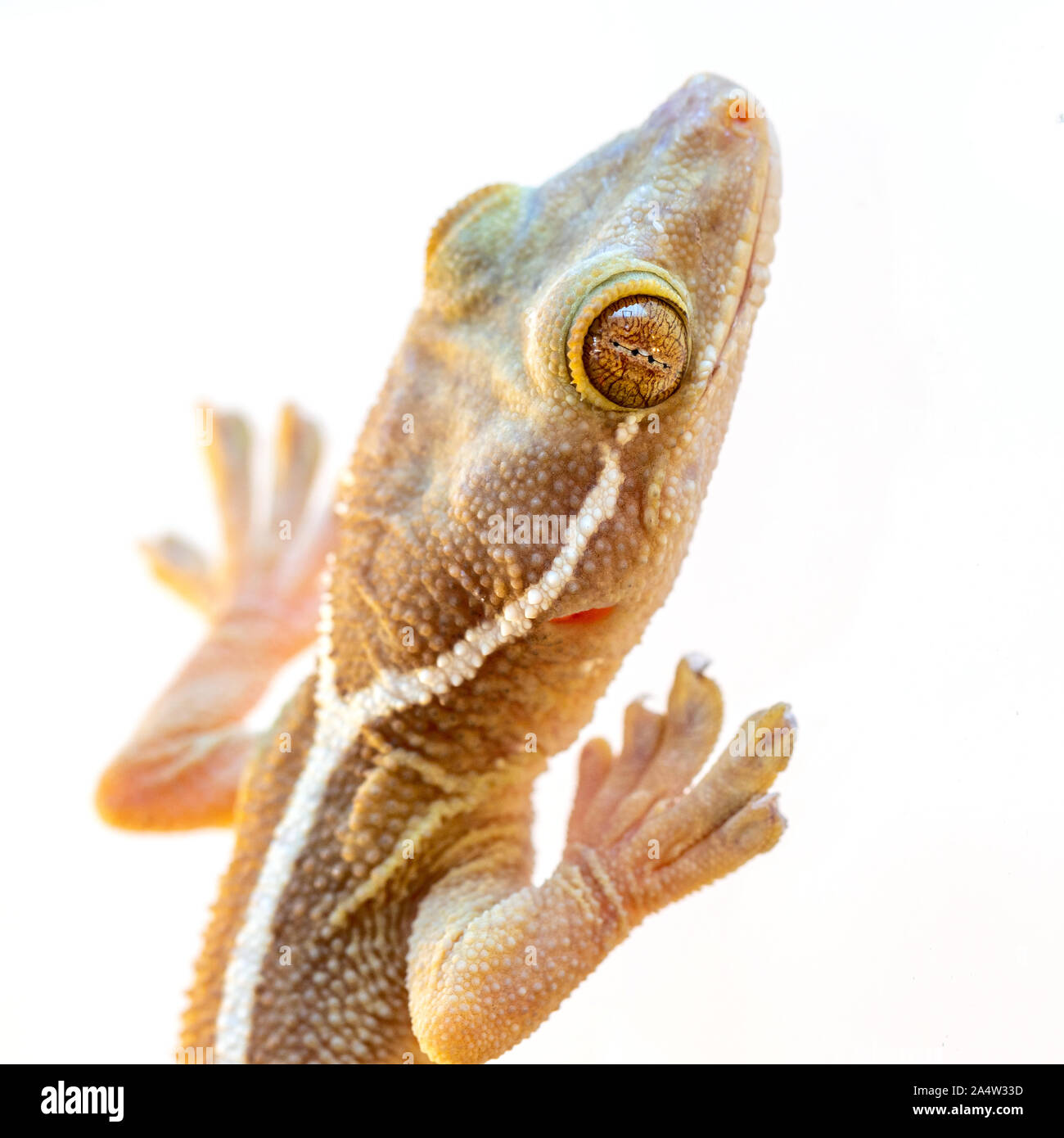 Gecko close-up sur fond blanc Banque D'Images
