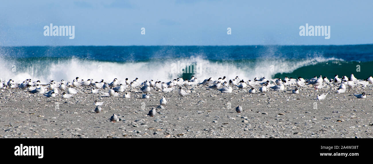 Autour de la Nouvelle Zélande - l'observation des oiseaux Banque D'Images