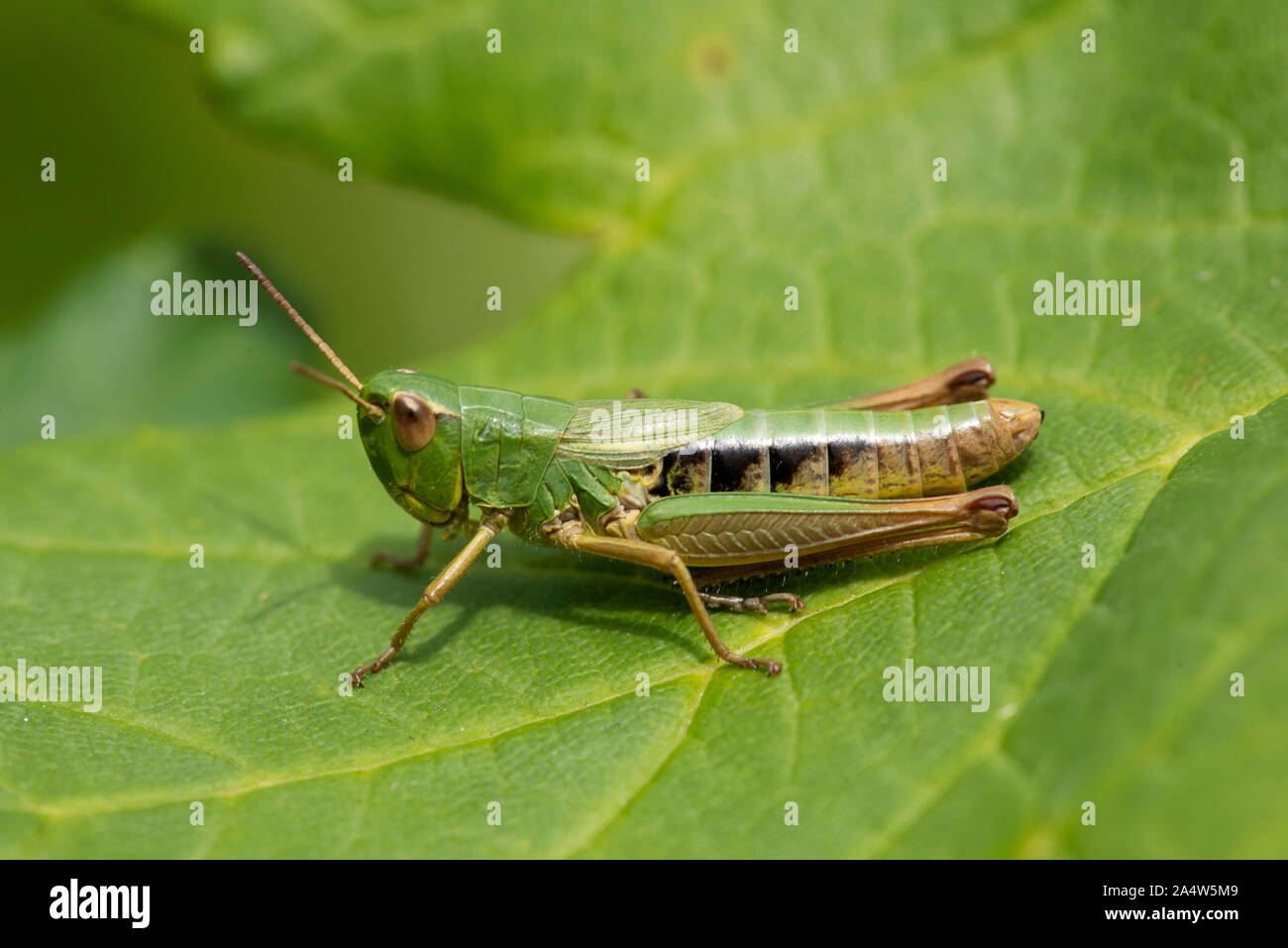 Meadow Grasshopper, Chorthippus parallelus, voler, les mélèzes, Kent Wildlife Trust, Royaume-Uni Banque D'Images