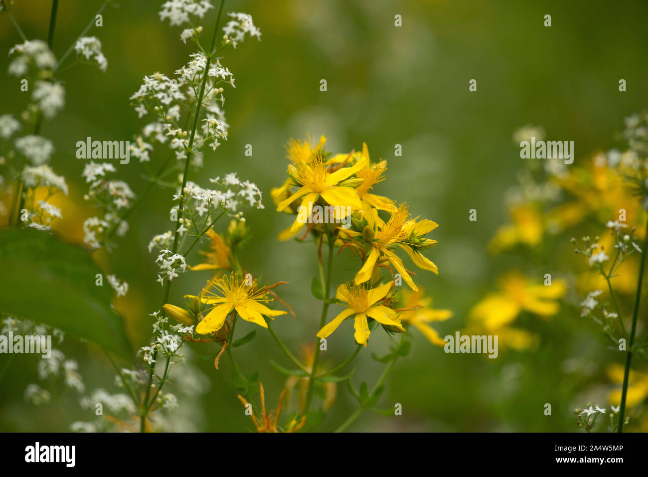 Perforer le millepertuis, Hypericum perforatum, les mélèzes, Kent Wildlife Trust, Royaume-Uni Banque D'Images