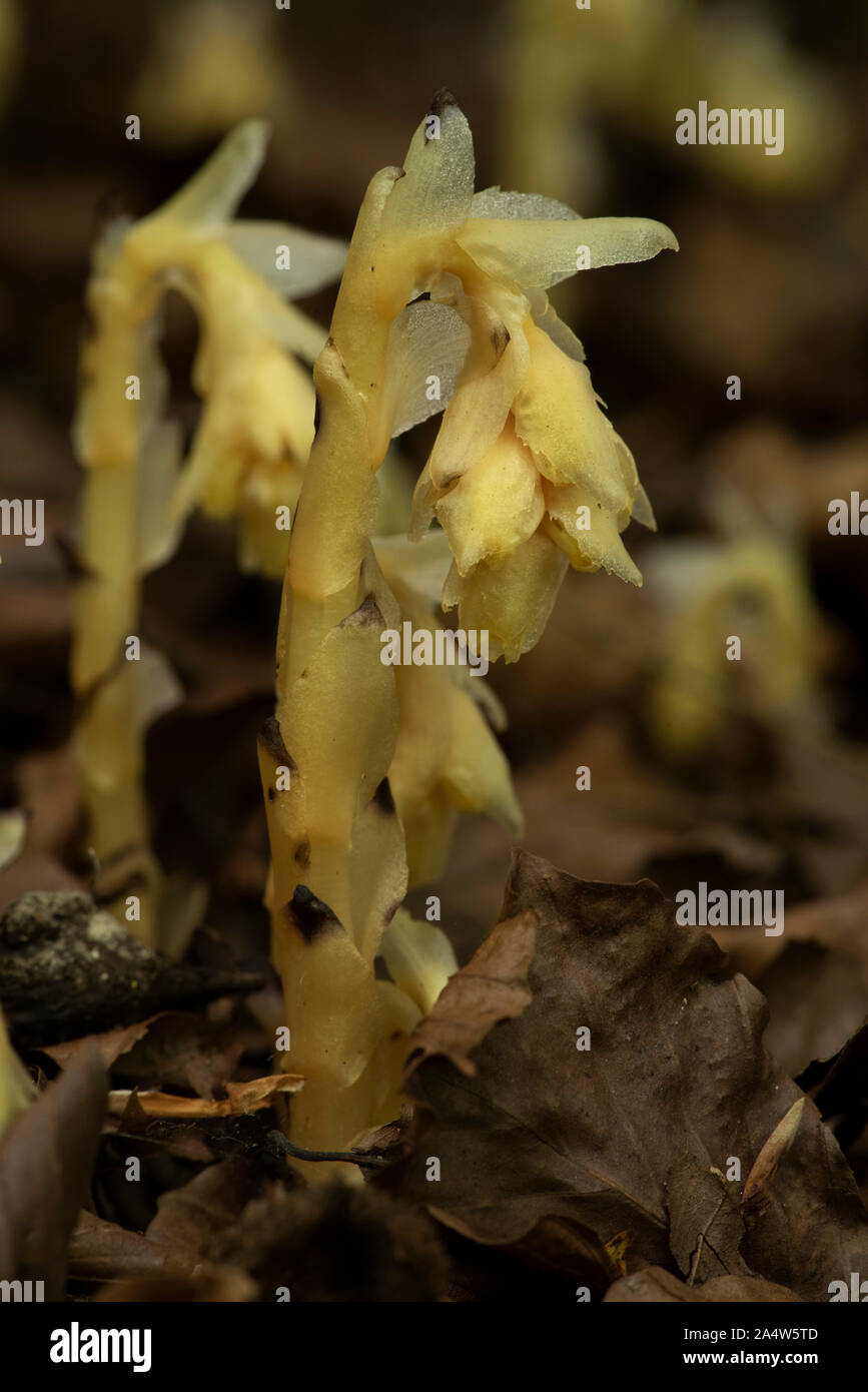 Yellow Bird's Nest, Le Monotropa hypopitys, mélèzes, Kent Wildlife Trust, UK, ot ne contient pas la chlorophylle, c'est une myco-hétérotrophe, obtenir sa Banque D'Images