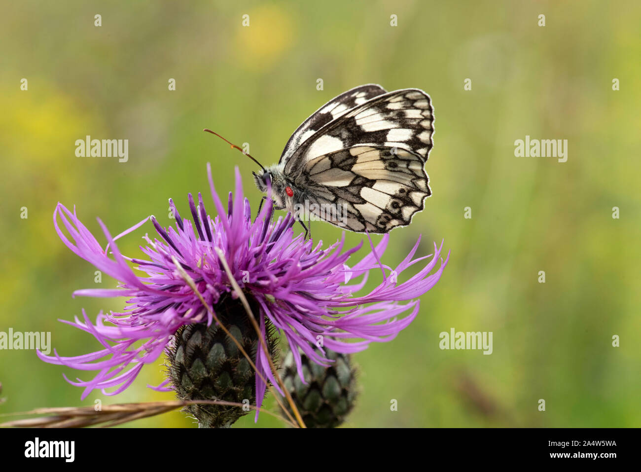 Papillon blanc marbré, Melanargia galathea, nectar sur thistle flower, avec coche rouge sur le corps, les mélèzes, Kent Wildlife Trust, Royaume-Uni Banque D'Images