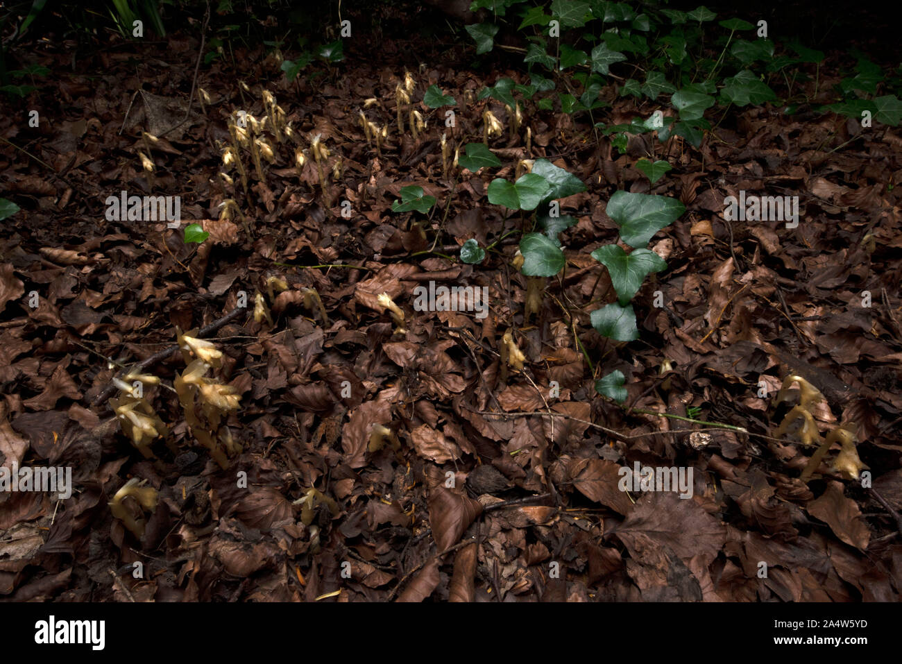Yellow Bird's Nest, Le Monotropa hypopitys, mélèzes, Kent Wildlife Trust, UK, ot ne contient pas la chlorophylle, c'est une myco-hétérotrophe, obtenir sa Banque D'Images