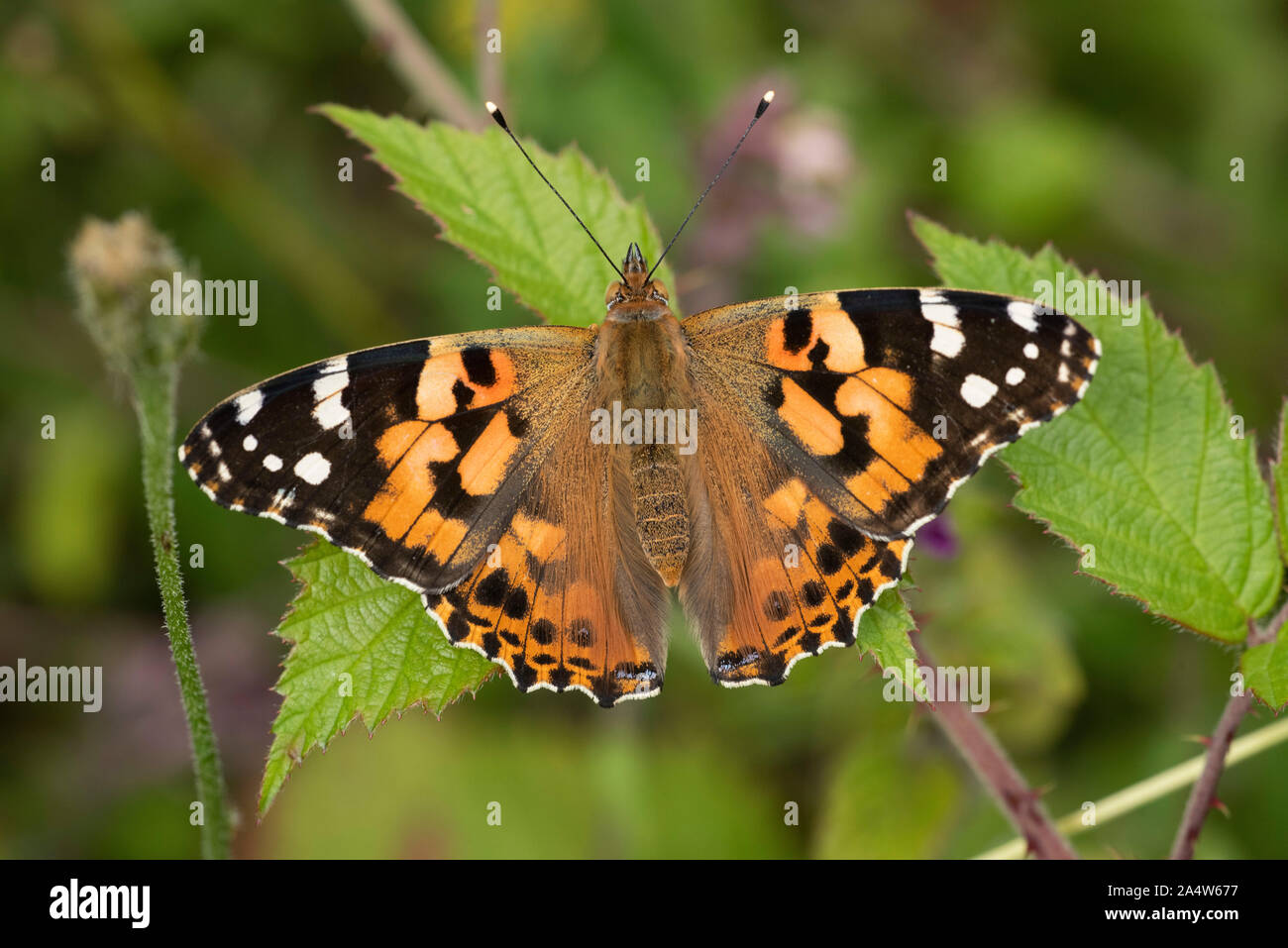 Papillon belle dame, Vanessa cardui, Warren Queensdown, Kent Wildlife Trust, Royaume-Uni, les espèces migratrices, en appui avec les ailes ouvertes Banque D'Images