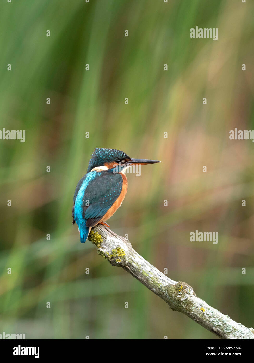 Kingfisher Alcedo atthis, Grove, Ferry, Kent, UK, perché sur une branche sur l'étang, Banque D'Images