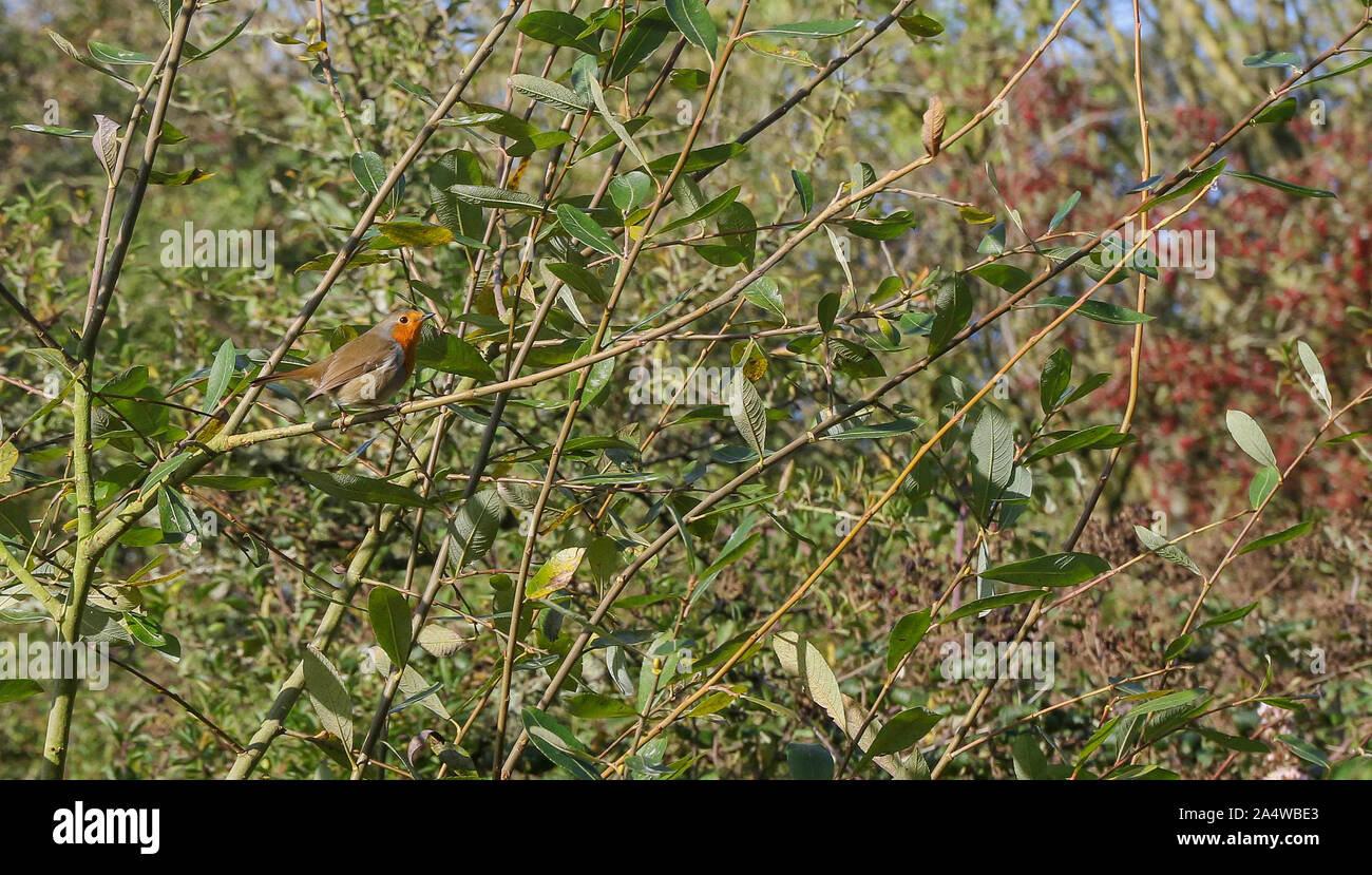 Oxford Island, comté d'Armagh, en Irlande du Nord. 16 Oct 2019. Météo France : longues éclaircies sur une belle après-midi d'automne sur les rives du Lough Neagh. Des températures autour de 12C avec une légère brise du sud-ouest. Un merle perché sur une branche dans le lumineux et chaud soleil d'automne. Crédit : David Hunter/Alamy Live News. Banque D'Images