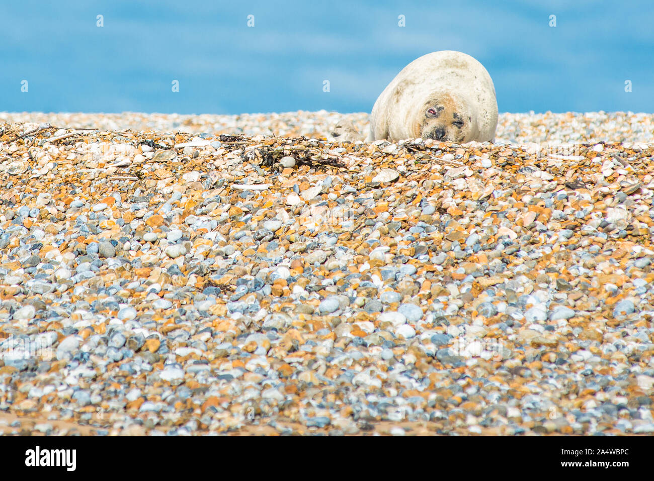 Gray et commun ou le Phoque commun (Phoca vitulina) sur la plage au point Blakeney Norfolk England UK Banque D'Images
