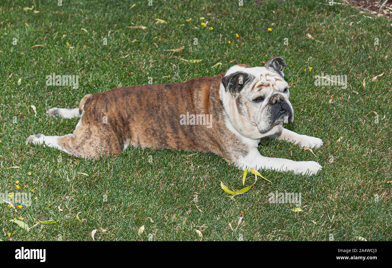 Une très vieille femme bull dog détente sur une pelouse ombragée allongé sur son ventre avec quelques feuilles dans l'herbe Banque D'Images
