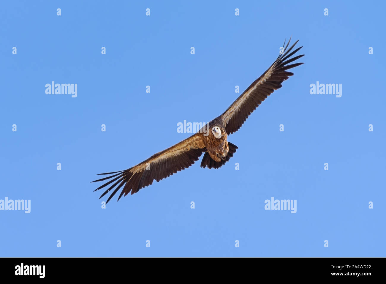 Vautour fauve (Gyps fulvus), un oiseau de proie, également connu sous le nom de l'Eurasian griffon, volant dans le ciel bleu, Crete Banque D'Images