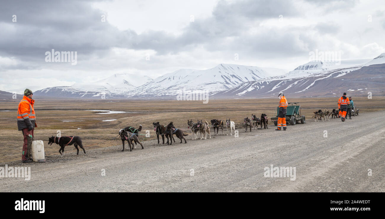 Traîneau à chiens husky sur roues en été à Longyearbyen, Svalbard, Norvège Banque D'Images