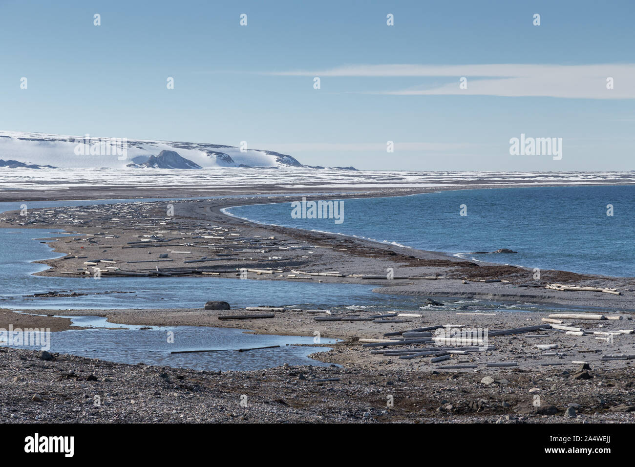 Driftwood de Sibérie, la Russie s'est échoué sur la plage à dans Eolusneset Sorgfjorden, Banque D'Images