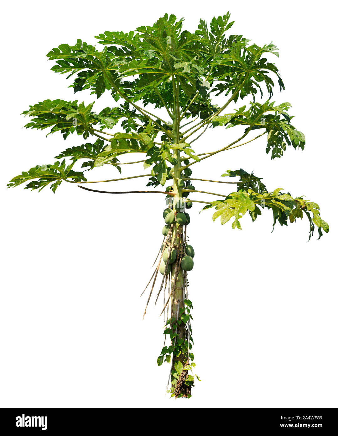 Palm tree découpe avec coco isolé sur fond blanc. Des plantes tropicales. La végétation exotique. Arbuste vert pour la composition professionnelle Banque D'Images