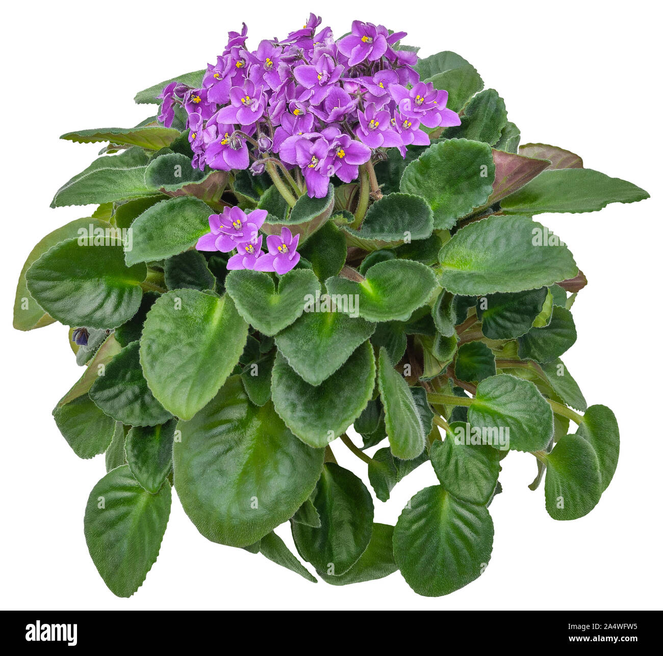 Dentelle violette africaine. Couverture fleur isolé sur fond blanc. Bouquet de fleurs roses pour l'aménagement paysager ou de conception des jardins. Masque de découpe de haute qualité Banque D'Images