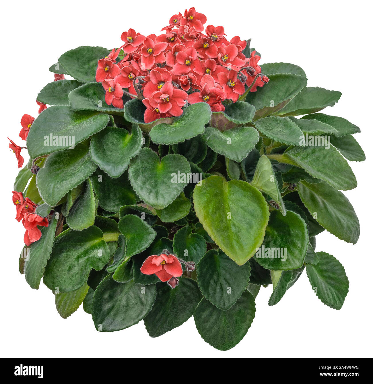 Dentelle violette africaine. Couverture fleur isolé sur fond blanc. Bouquet de fleurs rouges pour l'aménagement paysager ou de conception des jardins. Masque de découpe de haute qualité Banque D'Images