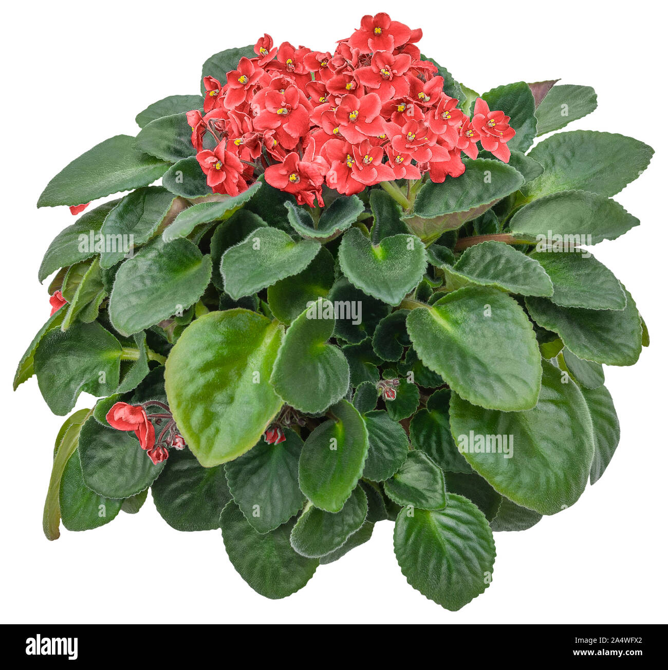 Dentelle violette africaine. Couverture fleur isolé sur fond blanc. Bouquet de fleurs rouges pour l'aménagement paysager ou de conception des jardins. Masque de découpe de haute qualité Banque D'Images