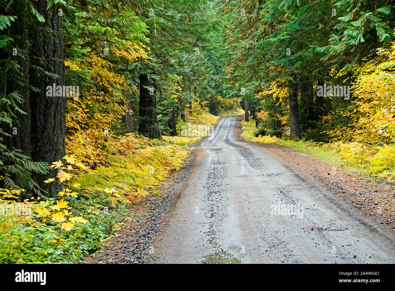 Une route de gravier humide serpente à travers une ancienne forêt pluviale tempérée en automne, dans la chaîne des Cascades en Oregon. Banque D'Images