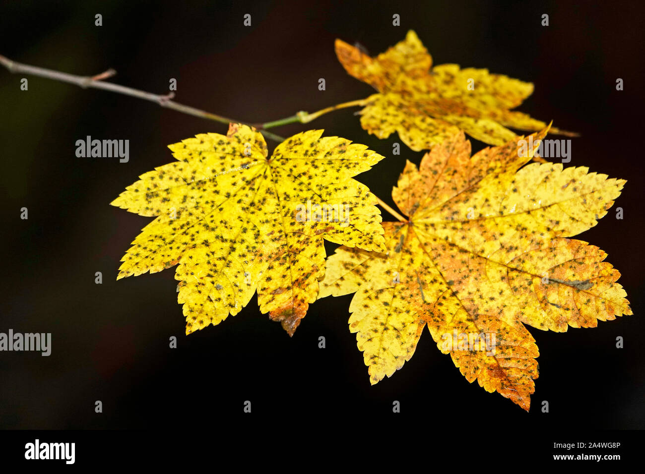 Feuilles d'érable, le peuplier à grandes dents en tournant l'or en octobre dans les montagnes Cascade de centre de l'Oregon. Banque D'Images