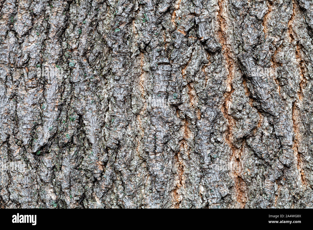 Texture naturelle - écorce rainurée sur vieux tronc de ashleaf érable (Acer negundo) close up Banque D'Images