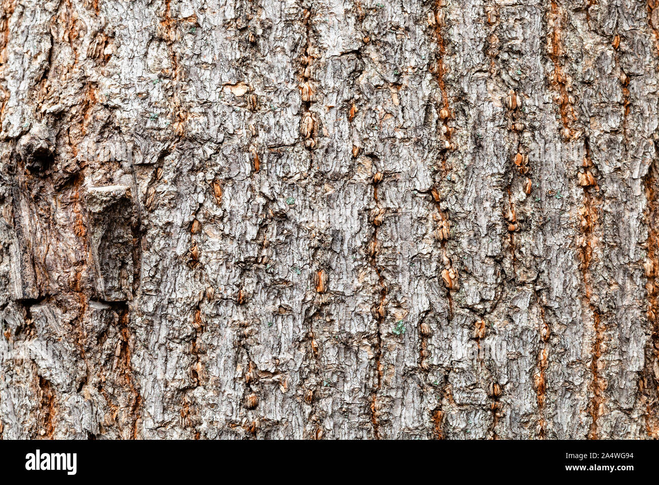 Texture naturelle - écorce inégale sur le vieux tronc d'érable négondo érable (Acer negundo) close up Banque D'Images