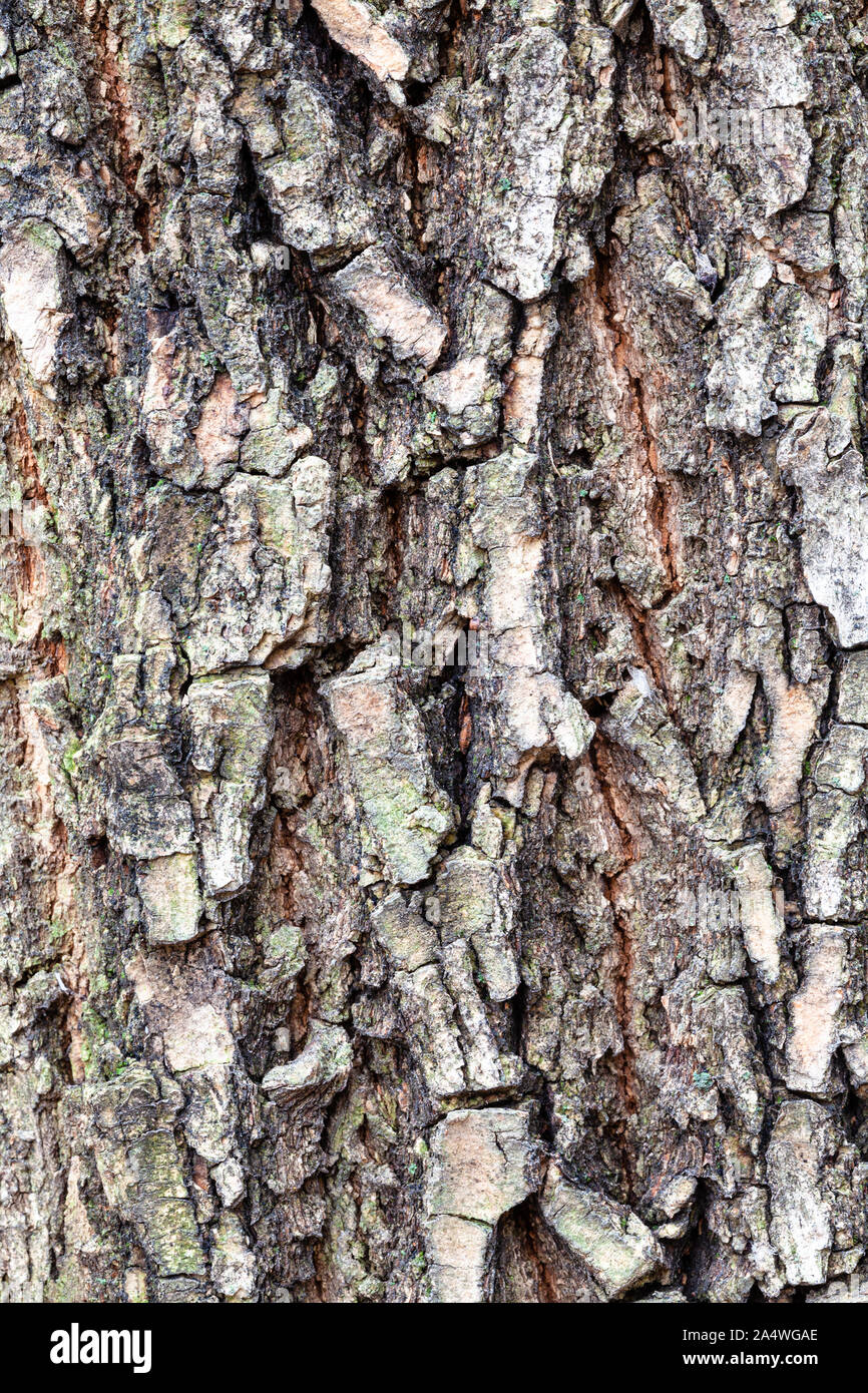 Texture naturelle - l'écorce fissurée sur vieux tronc de box elder tree (Acer negundo) close up Banque D'Images