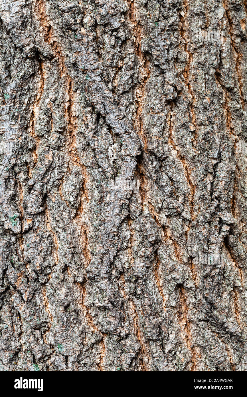 Texture naturelle - l'écorce rugueuse sur le vieux tronc d'arbre frêne érable (Acer negundo) close up Banque D'Images