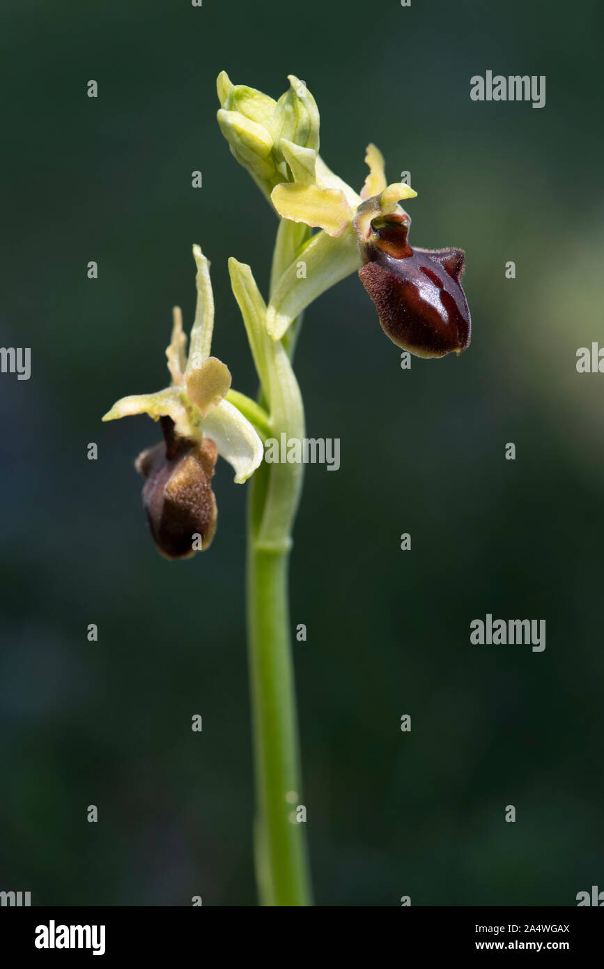 L'Orchidée araignée, Ophrys sphegodes, Samphire Hoe, Dover, Kent UK Banque D'Images