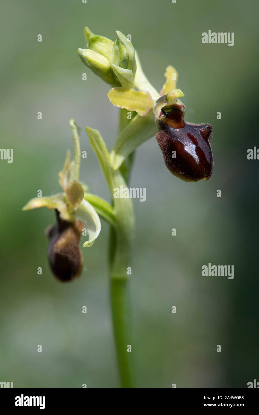 L'Orchidée araignée, Ophrys sphegodes, Samphire Hoe, Dover, Kent UK Banque D'Images