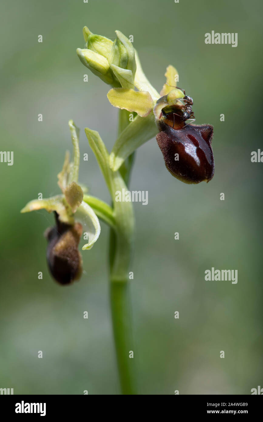 L'Orchidée araignée, Ophrys sphegodes, Samphire Hoe, Dover, Kent UK Banque D'Images