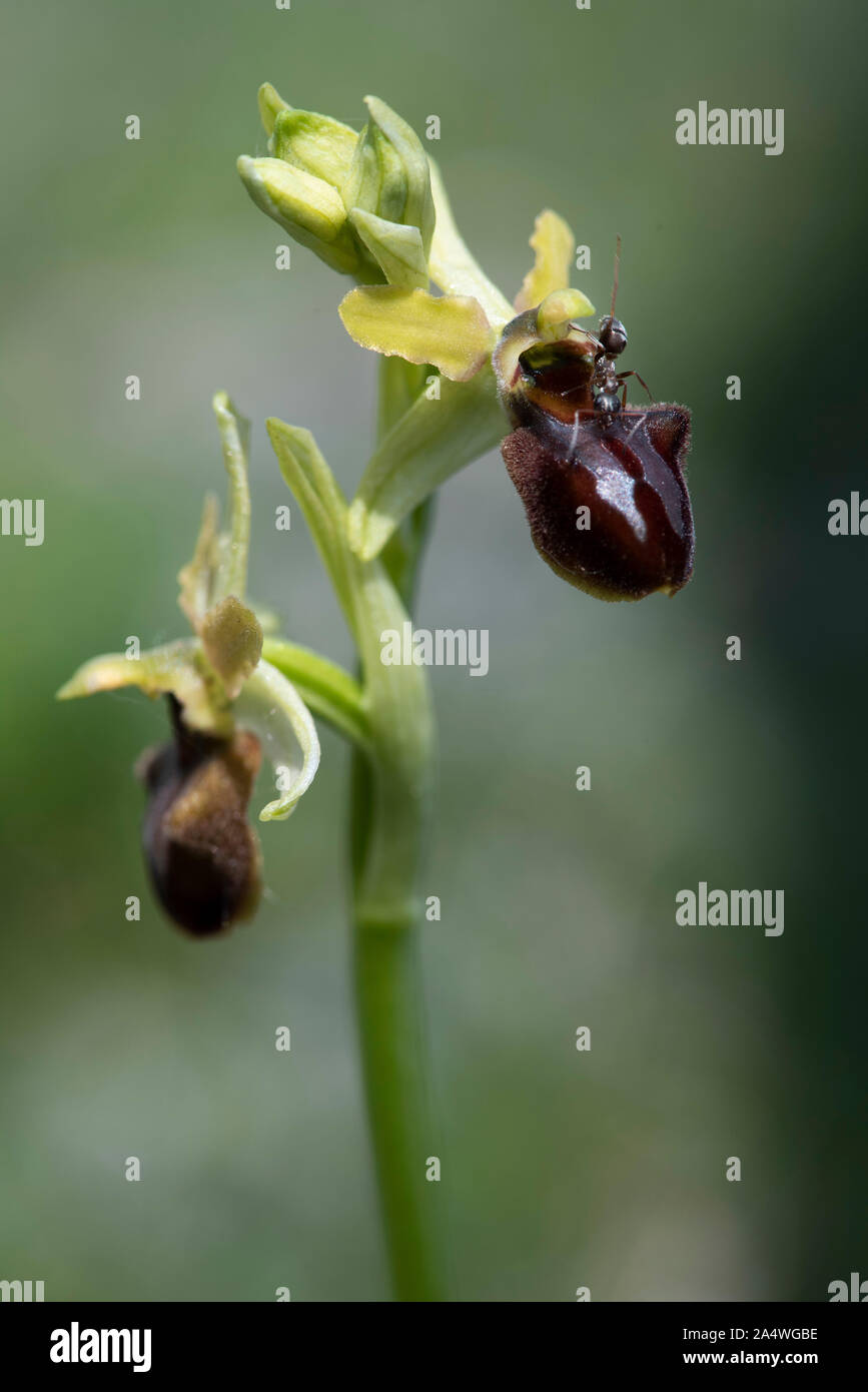L'Orchidée araignée, Ophrys sphegodes, Samphire Hoe, Dover, Kent UK Banque D'Images