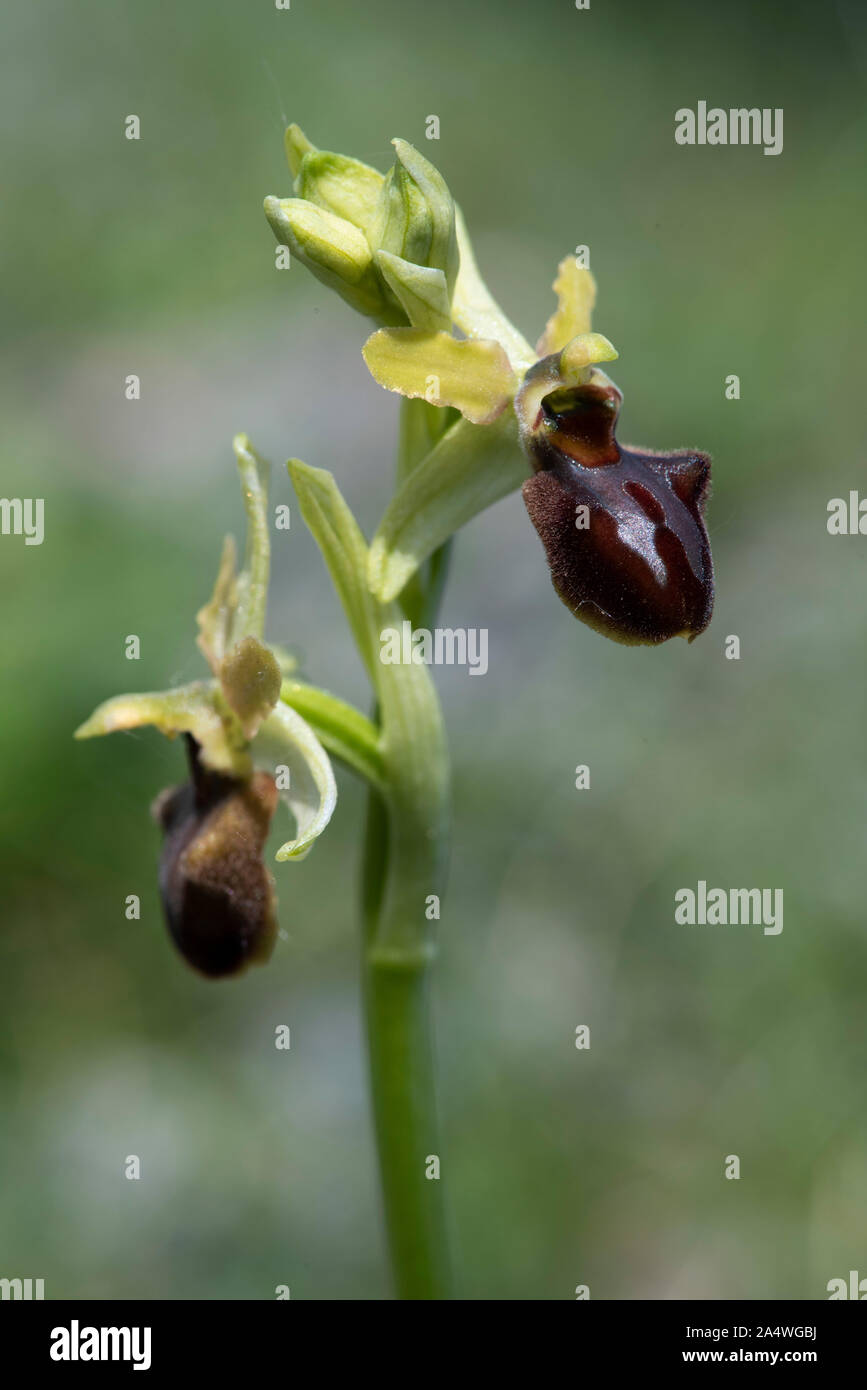 L'Orchidée araignée, Ophrys sphegodes, Samphire Hoe, Dover, Kent UK Banque D'Images