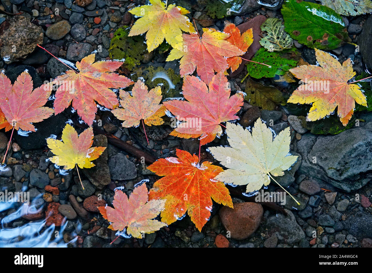 Vine feuilles d'érable dans un petit ruisseau d'or tournant en octobre dans les montagnes Cascades du centre de l'Oregon. Banque D'Images