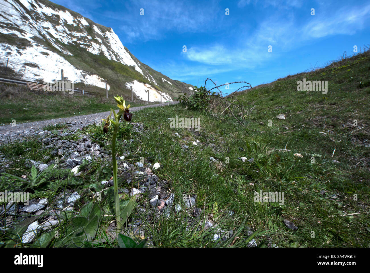 L'Orchidée araignée, Ophrys sphegodes, Samphire Hoe, Dover, Kent UK, prise de vue au grand angle montrant l'habitat et les falaises de craie blanche Banque D'Images