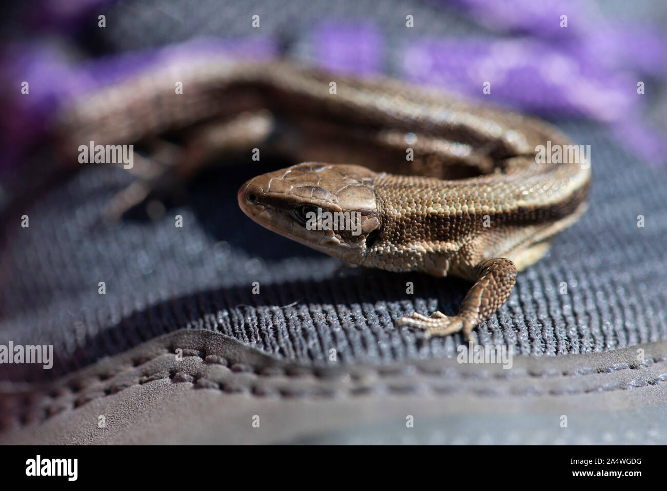 Lizard Zootoca vivipara, commune de Samphire Hoe, Dover, Kent, UK, balades sur le démarrage, avec la queue coupée, lézard vivipare, inhabituelle chez les reptiles qu'il inc Banque D'Images