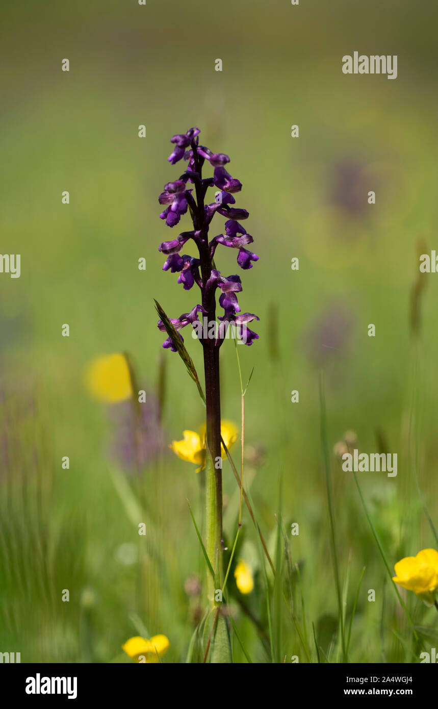 Green Winged Orchid, Anacamptis morio, Marden pré Nature Reserve, Kent, Royaume-Uni, de terrains géologiques crayeuses, hay meadow Banque D'Images