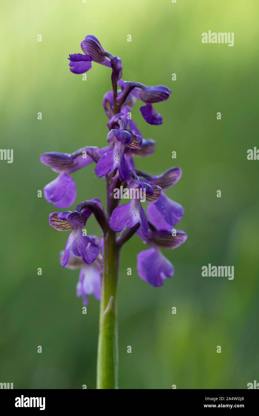 Green Winged Orchid, Anacamptis morio, Marden pré Nature Reserve, Kent, Royaume-Uni, de terrains géologiques crayeuses, hay meadow Banque D'Images
