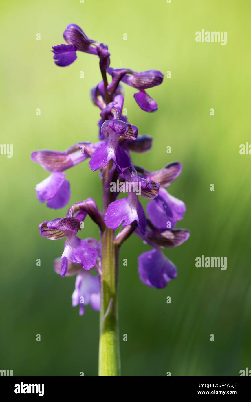 Green Winged Orchid, Anacamptis morio, Marden pré Nature Reserve, Kent, Royaume-Uni, de terrains géologiques crayeuses, hay meadow Banque D'Images