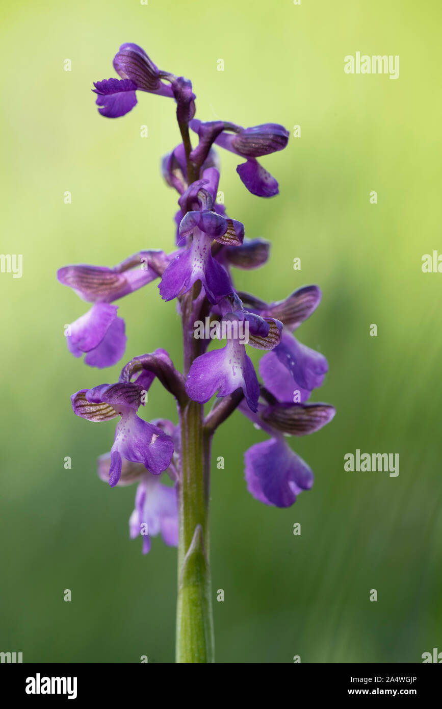 Green Winged Orchid, Anacamptis morio, Marden pré Nature Reserve, Kent, Royaume-Uni, de terrains géologiques crayeuses, hay meadow Banque D'Images