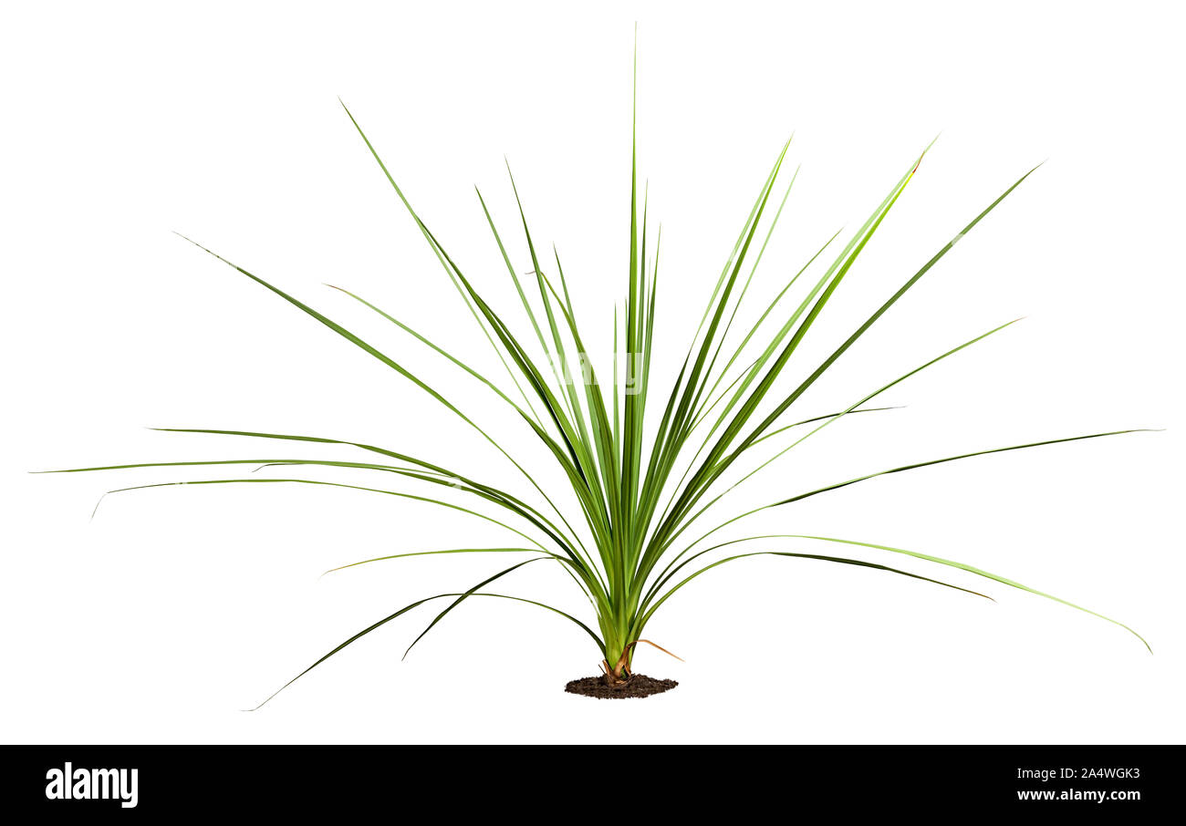 Plantes tropicales avec le feuillage vert. La végétation exotique isolé sur fond blanc. Feuilles de palmier. Usine de jungle. Masque de découpe de haute qualité . Banque D'Images