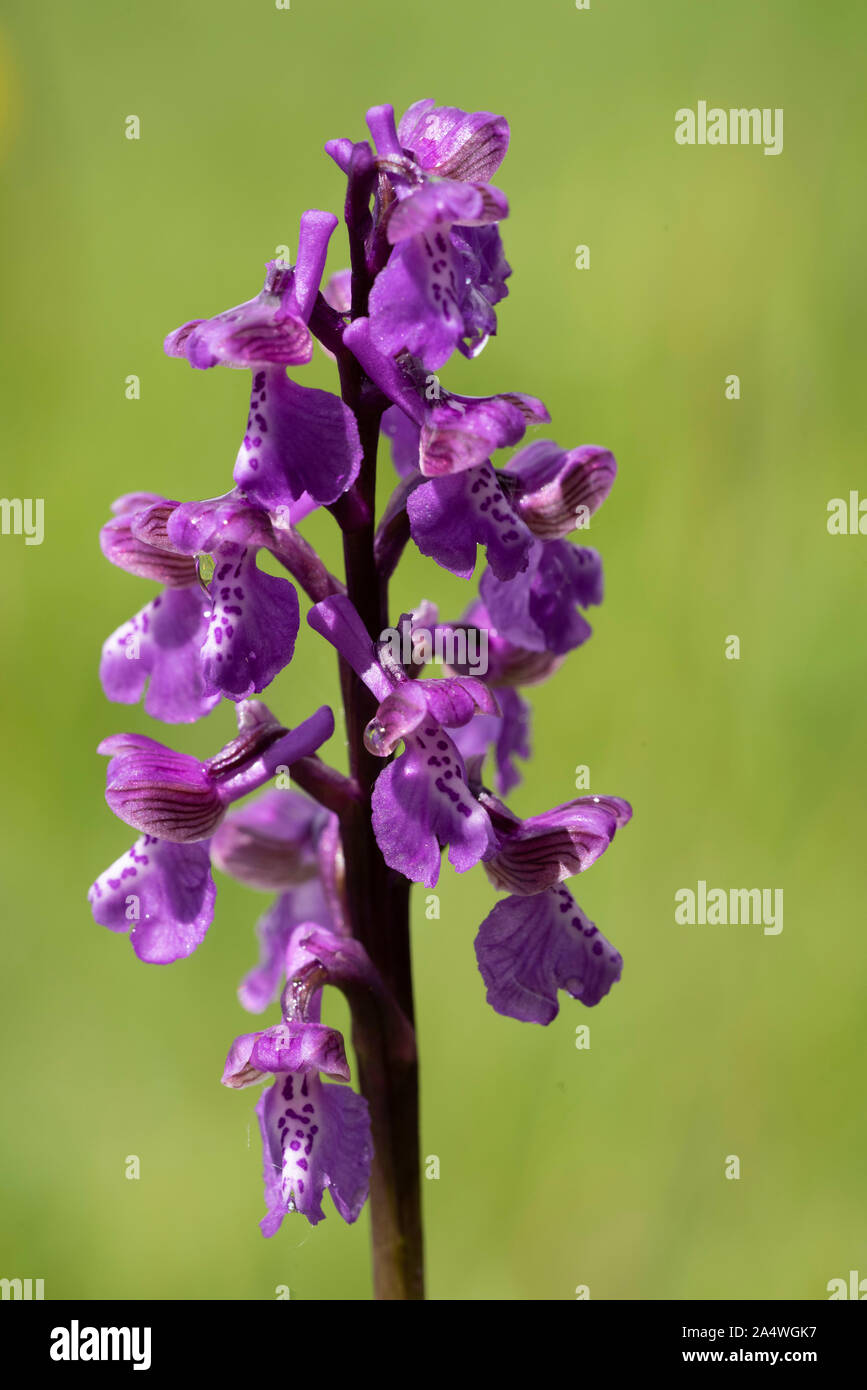 Green Winged Orchid, Anacamptis morio, Marden pré Nature Reserve, Kent, Royaume-Uni, de terrains géologiques crayeuses, hay meadow Banque D'Images