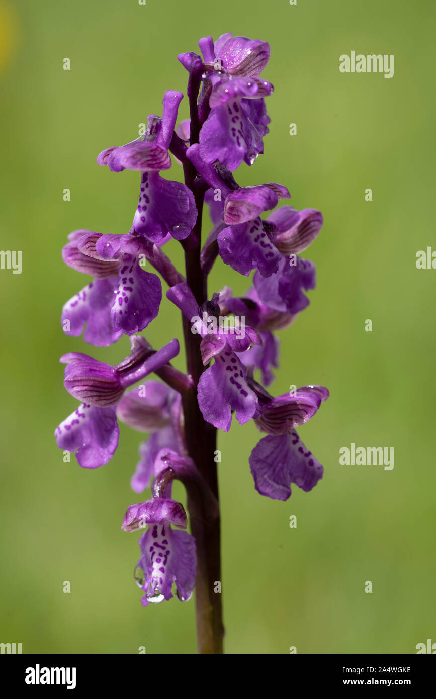 Green Winged Orchid, Anacamptis morio, Marden pré Nature Reserve, Kent, Royaume-Uni, de terrains géologiques crayeuses, hay meadow Banque D'Images
