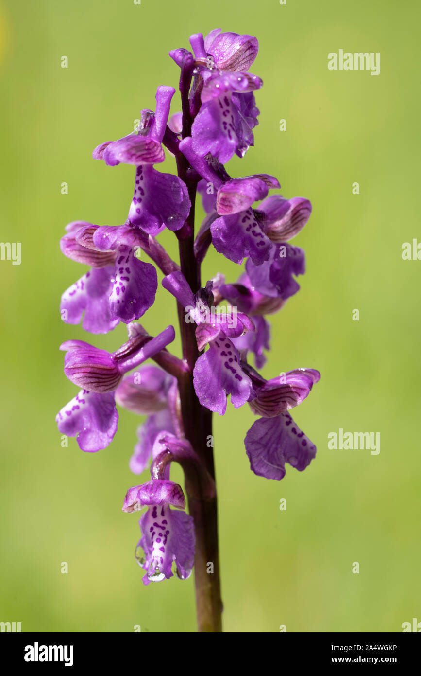 Green Winged Orchid, Anacamptis morio, Marden pré Nature Reserve, Kent, Royaume-Uni, de terrains géologiques crayeuses, hay meadow Banque D'Images