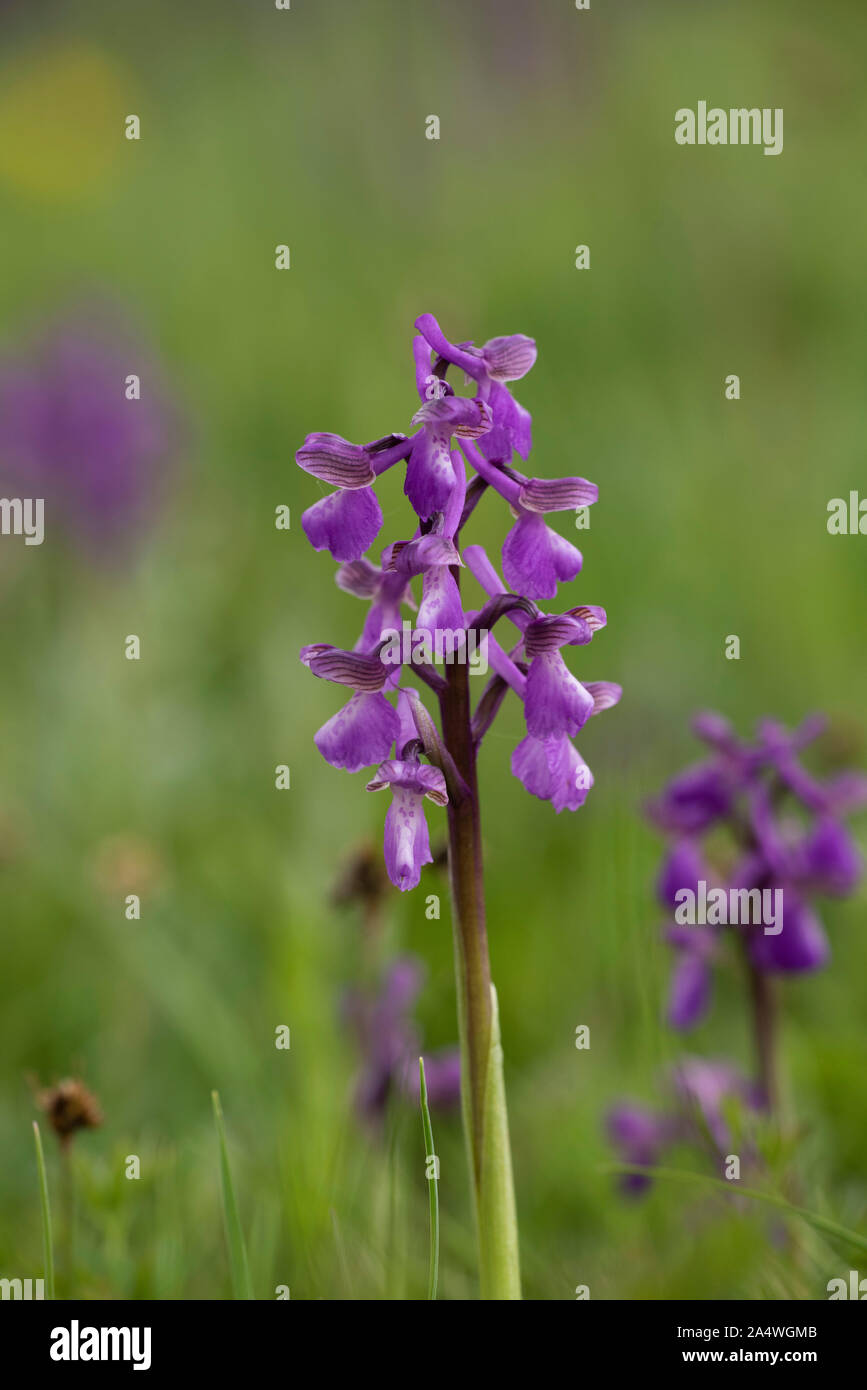 Green Winged Orchid, Anacamptis morio, Marden pré Nature Reserve, Kent, Royaume-Uni, de terrains géologiques crayeuses, hay meadow Banque D'Images