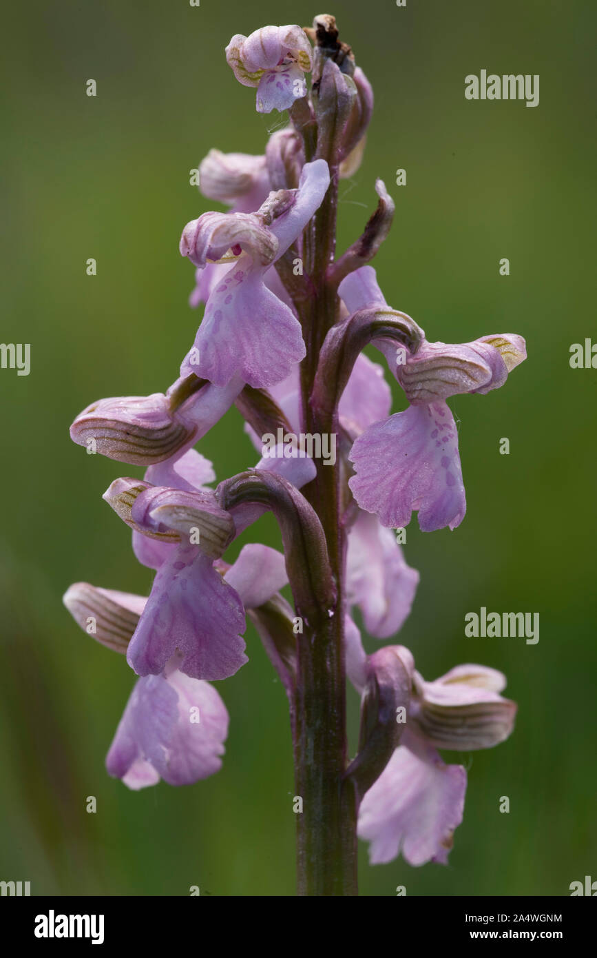 Green Winged Orchid, Anacamptis morio, Marden pré Nature Reserve, Kent, Royaume-Uni, de terrains géologiques crayeuses, hay meadow Banque D'Images