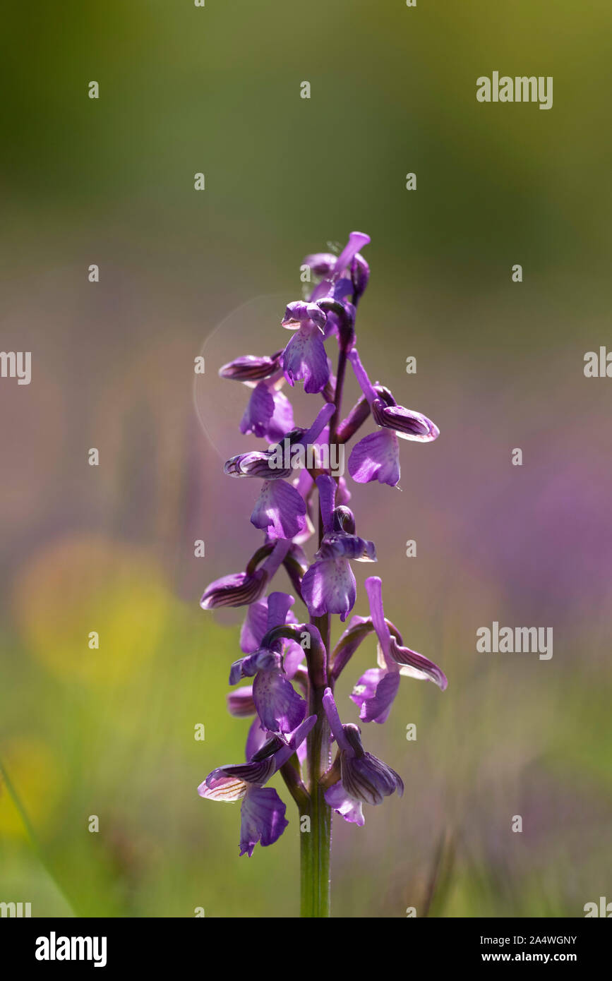 Green Winged Orchid, Anacamptis morio, Marden pré Nature Reserve, Kent, Royaume-Uni, de terrains géologiques crayeuses, hay meadow Banque D'Images