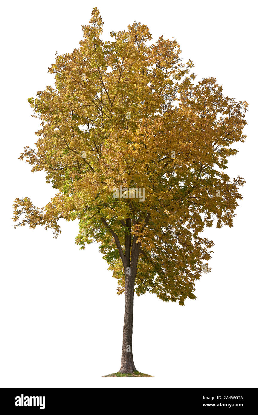 Arbre en automne avec les feuilles colorées. Arbre isolé sur fond blanc. Masque de découpe de haute qualité pour les professionnels de la composition. Banque D'Images