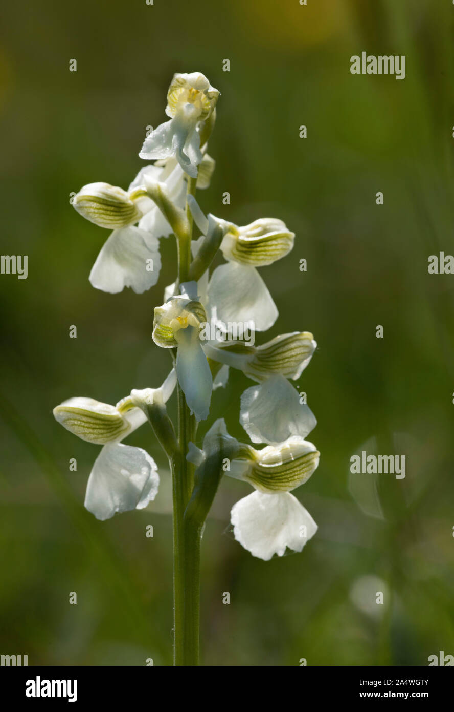 Green Winged Orchid, Anacamptis morio, Marden pré Nature Reserve, Kent, Royaume-Uni, de forme blanche, terrains géologiques crayeuses, hay meadow Banque D'Images
