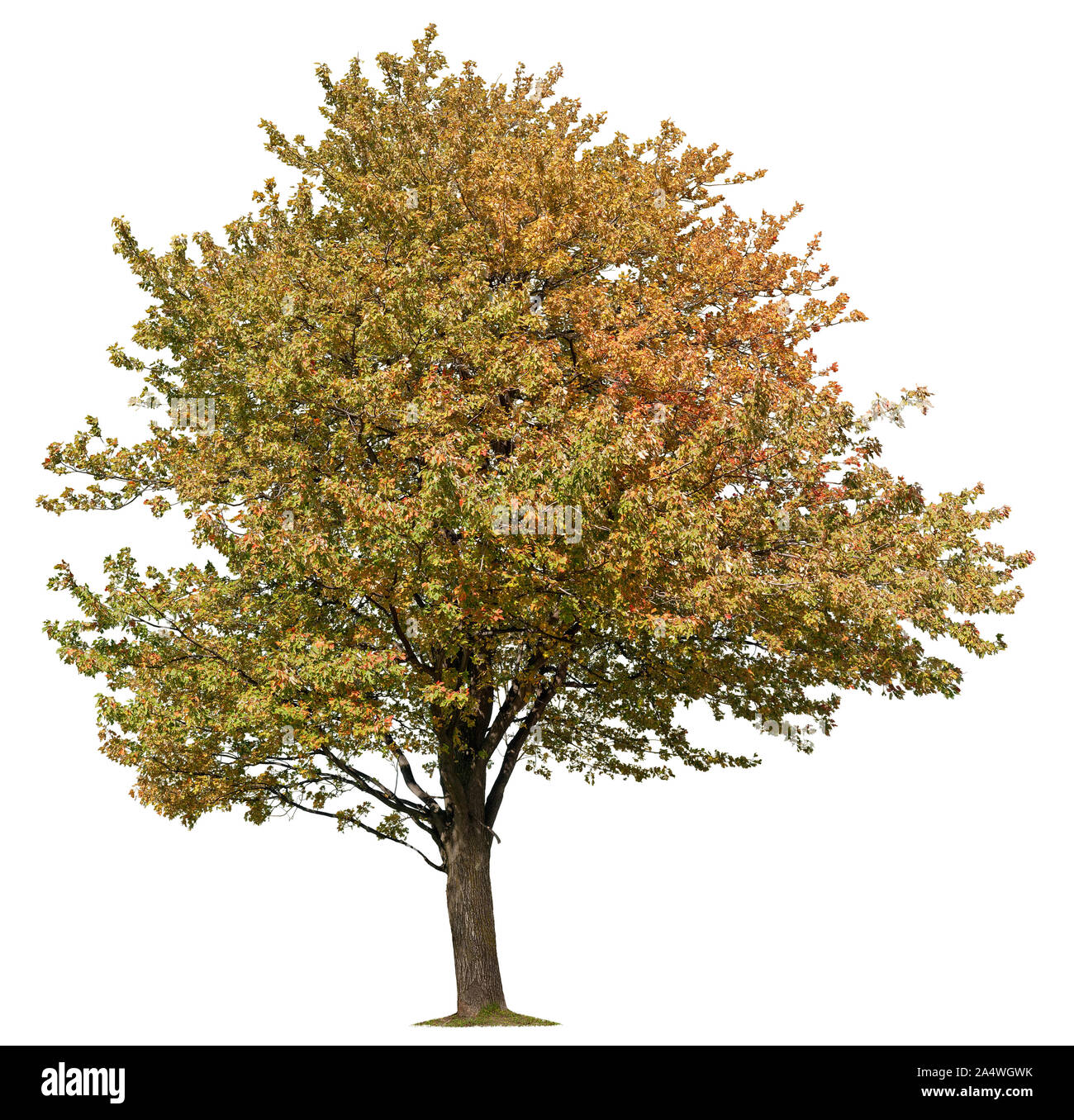 Arbre en automne avec les feuilles colorées. Arbre isolé sur fond blanc. Masque de découpe de haute qualité pour les professionnels de la composition. Banque D'Images